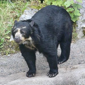 Alice, spectacled bear (Tremarctos ornatus) at Belfast Zoo - 19/08/2022