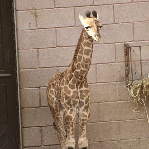 Ballyhenry, Rothschild's giraffe (Giraffa camelopardalis rothschildi) at Belfast Zoo - 19/08/2022