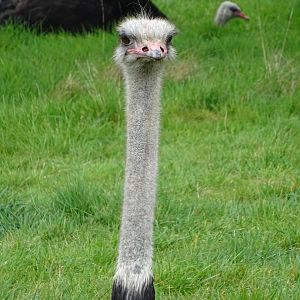 Ostrich (Struthio camelus)