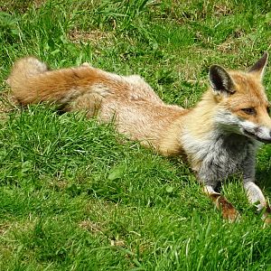 Red Fox (Vulpes vulpes)