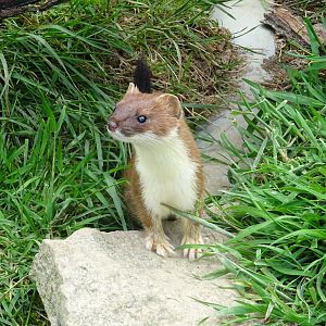 Stoat (Mustela erminea)