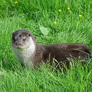 European River Otter (Lutra lutra)