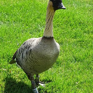 Nēnē (Branta sandvicensis)
