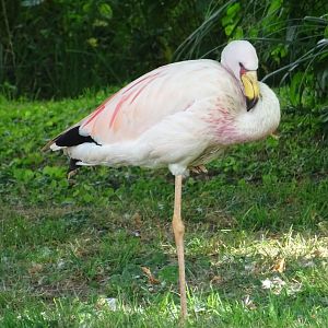 The last James' Flamingo (Phoenicoparrus jamesi)