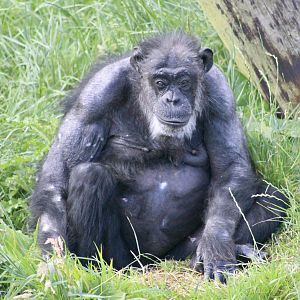 Lizzie, chimpanzee (Pan troglodytes) at Belfast Zoo - 19/08/2022