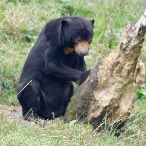 Bora, sun bear (Helarctos malayanus) at Belfast Zoo - 19/08/2022