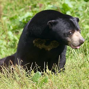 Indera, sun bear (Helarctos malayanus)at Belfast Zoo - 19/08/2022