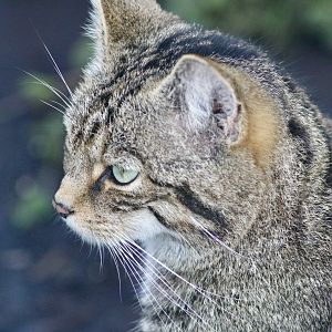 Scottish wildcat (Felis silvestris) at Belfast Zoo - 19/08/2022