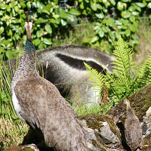 Indian peahen and chick (Pavo cristatus) watching giant anteater (Myrmecophaga tridactyla) at Belfast Zoo - 19/08/2022