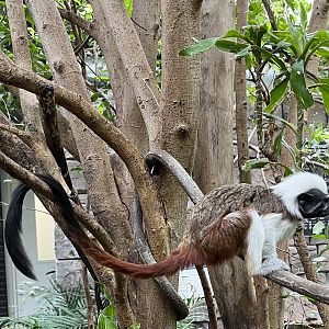 Cotton-top Tamarin