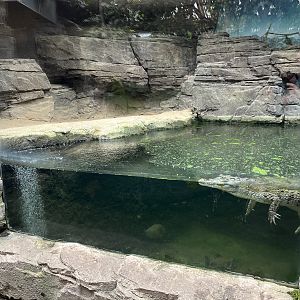 Philippine Crocodile Exhibit