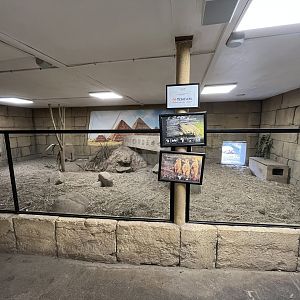 Meerkat Exhibit