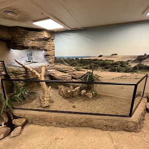 Rhinoceros Iguana Exhibit
