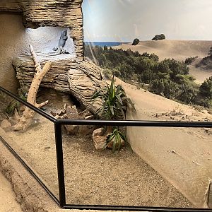 Rhinoceros Iguana Exhibit