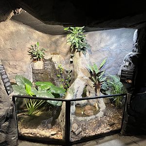 Chinese Crocodile Lizard Exhibit