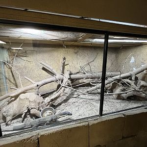 Lace Monitor Exhibit