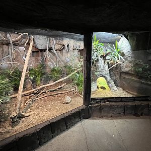Radiated Tortoise Exhibit