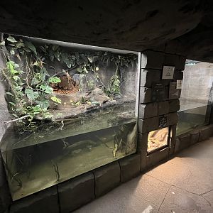 Green Anaconda Exhibit