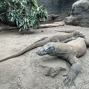 Komodo Dragons