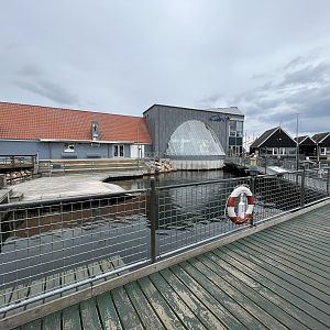 Harbour + Grey Seal Exhibit