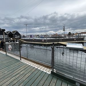 Harbour Porpoise Exhibit