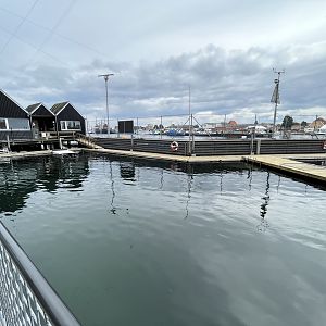 Harbour Porpoise Exhibit
