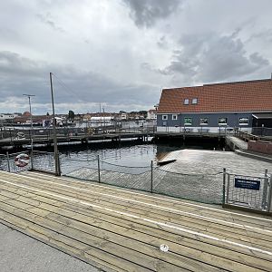 Harbour Porpoise Exhibit