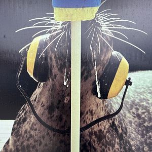 Harbour Porpoise Poster