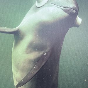 Harbour Porpoise Poster