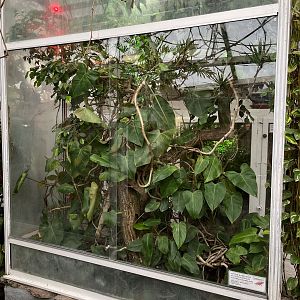 Panther Chameleon Exhibit