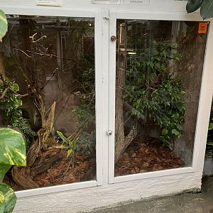 Indochinese Spitting Cobra Exhibit