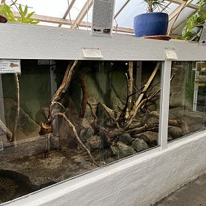 Yellow Anaconda Exhibit