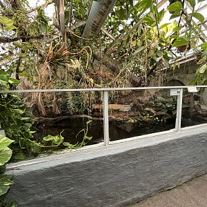 African Dwarf Crocodile Exhibit