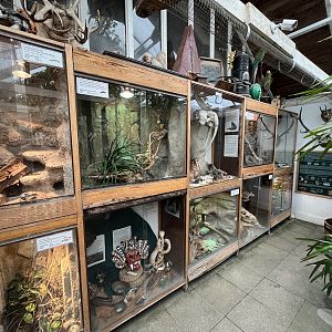 Assorted Terrariums