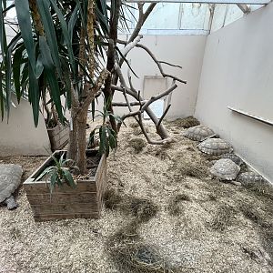 African Spurred Tortoise Exhibit
