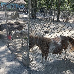 Pony / Donkey Pen