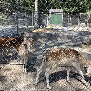 Deer Pen