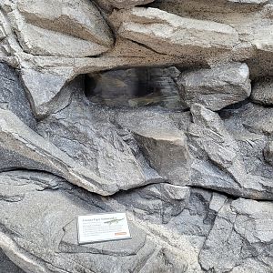 Aug. 2022 - The Desert - Arizona Tiger Salamander Exhibit