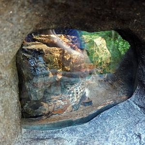 Aug. 2022 - The Desert - Western Banded Gecko Exhibit