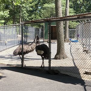 Emu pen
