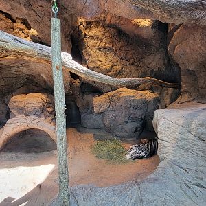 Aug. 2022 - The Desert - Cape Porcupine Exhibit (1/3 of it)