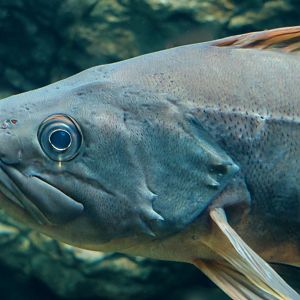 Bocaccio Rockfish (Sebastes paucispinis)