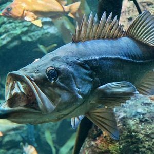 Bocaccio Rockfish (Sebastes paucispinis)