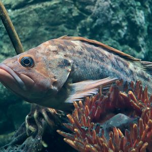 Brown Rockfish (Sebastes auriculatus)