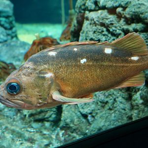 Honeycomb Rockfish (Sebastes umbrosus)