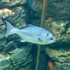 Halfmoon (Medialuna californiensis)