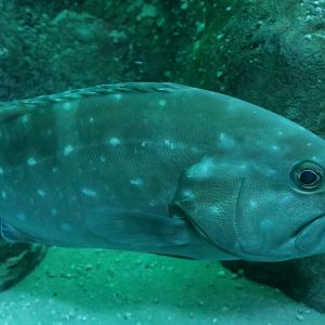 Snowy Grouper (Hyporthodus niveatus)