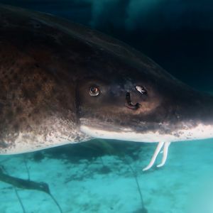 Atlantic Sturgeon (Acipenser oxyrinchus oxyrinchus)