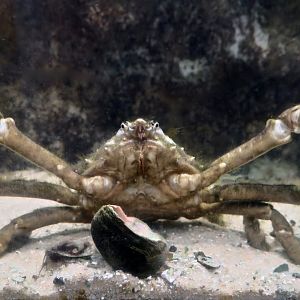 Longnose Spider Crab (Libinia dubia)