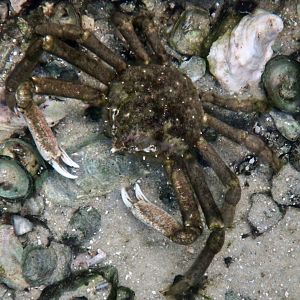 Longnose Spider Crab (Libinia dubia)